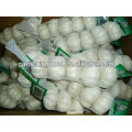 5P jinxiang garlic